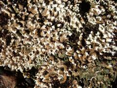 Galeolaria caespitosa