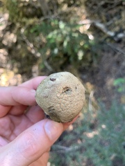 Caloboletus rubripes