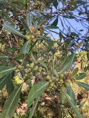 Tristaniopsis laurina