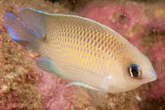 Mecaenichthys immaculatus