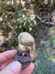 Caloboletus rubripes