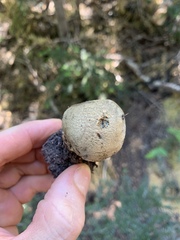 Caloboletus rubripes