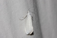 Tipanaea patulella