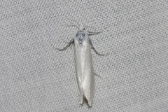 Tipanaea patulella
