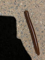 Diplopoda