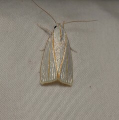 Cryptophasa flavolineata