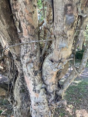 Tristaniopsis laurina