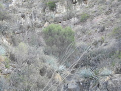 Fraxinus greggii