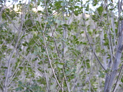 Fraxinus greggii