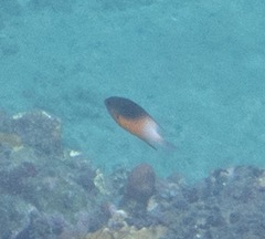 Stegastes partitus