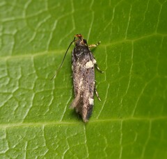 Macrobathra alternatella