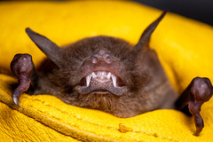 Pteronotus mesoamericanus