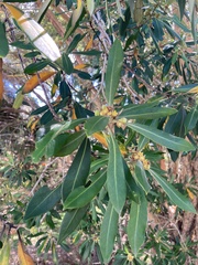 Tristaniopsis laurina