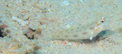 Ctenogobiops feroculus