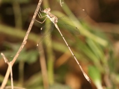 Lestes sigma