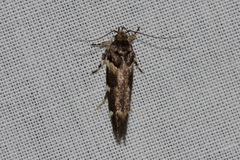 Macrobathra ceraunobola