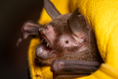 Pteronotus mesoamericanus