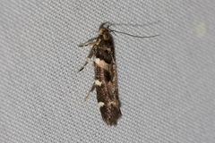 Macrobathra ceraunobola