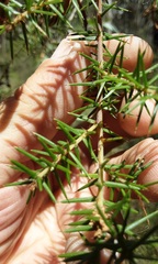 Acacia ulicifolia