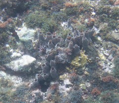 Callyspongia aculeata