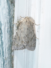 Acronicta americana