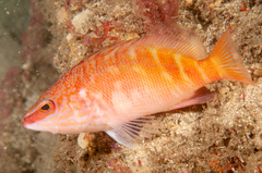 Hypoplectrodes maccullochi