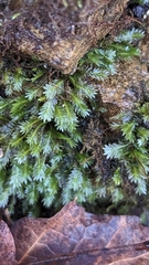 Fissidens taxifolius