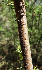 Acacia ulicifolia