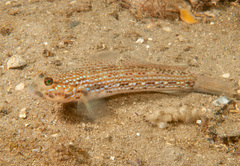 Istigobius hoesei
