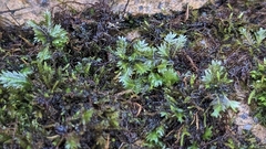 Fissidens taxifolius