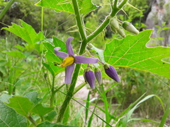 Solanum palinacanthum