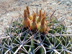 Ferocactus recurvus