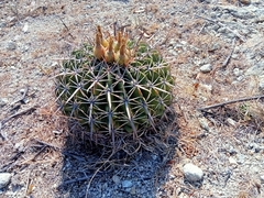 Ferocactus recurvus
