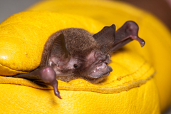 Pteronotus mesoamericanus