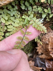Asplenium bradleyi