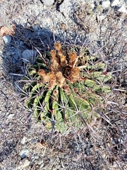 Ferocactus recurvus