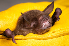 Pteronotus mesoamericanus