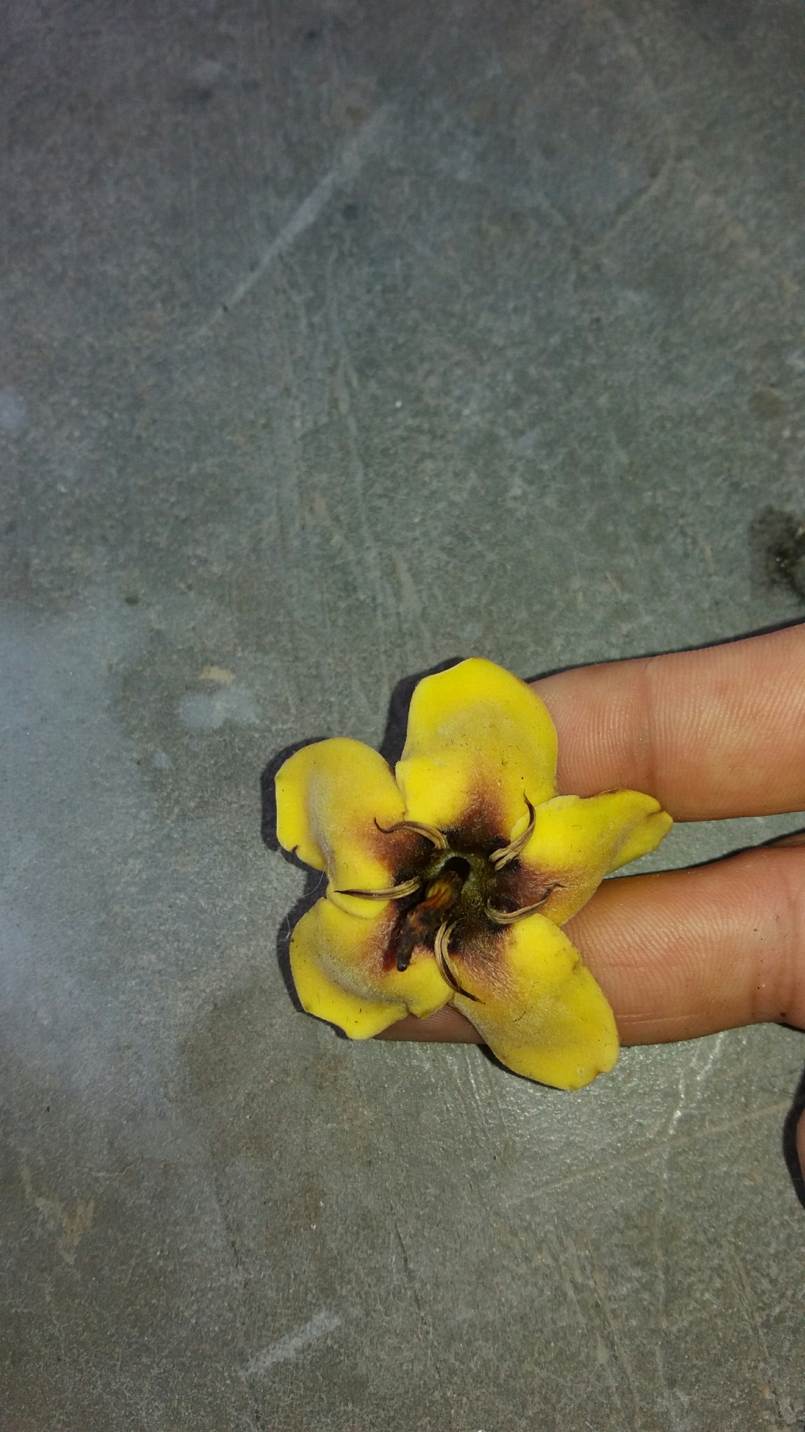 Genipa americana