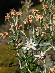 Chiliotrichum diffusum