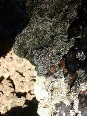 Galeolaria caespitosa