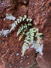 Asplenium bradleyi