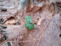 Potentilla canadensis