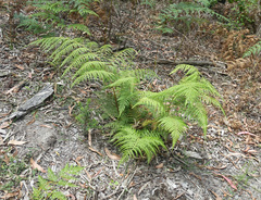 Calochlaena dubia