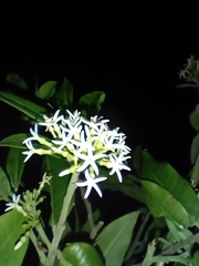 Vallesia conzattii