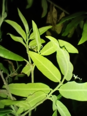 Vallesia conzattii
