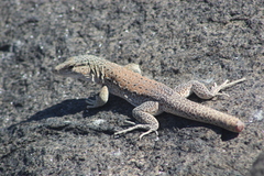 Callopistes maculatus