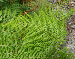 Calochlaena dubia