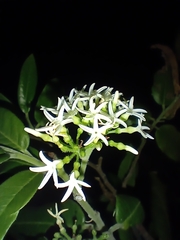 Vallesia conzattii