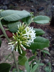 Vallesia conzattii