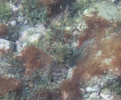 Lactophrys triqueter